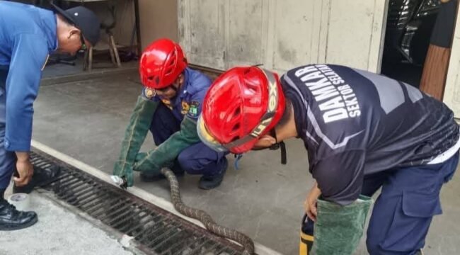 Petugas Damkar saat menangkap ular King Kobra sepanjang 3 meter yang masuk pekarangan rumah eks Bupati Nunukan, Asmin Laura Hafid. Dok.Disdamkar Nunukan.