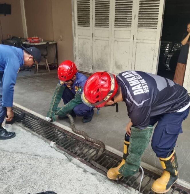 
					Petugas Damkar saat menangkap ular King Kobra sepanjang 3 meter yang masuk pekarangan rumah eks Bupati Nunukan, Asmin Laura Hafid. Dok.Disdamkar Nunukan.