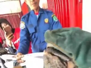 Seekor Trenggiling dievakuasi Petugas Damkar karena masuk ke dalam bodi motor dan mengakibatkan motor sulit berbelok. Dok.Disdamkar Nunukan.