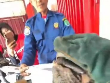 Seekor Trenggiling dievakuasi Petugas Damkar karena masuk ke dalam bodi motor dan mengakibatkan motor sulit berbelok. Dok.Disdamkar Nunukan.