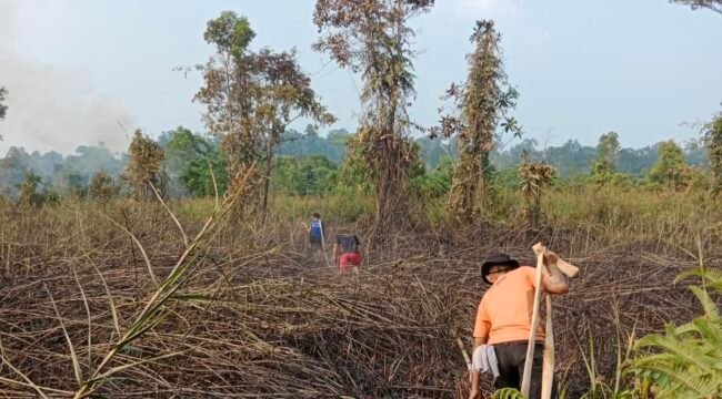 Petugas BPBD menarik selang air saat berupaya menjangkau lahan persawahan yang terbakar. Dok.BPBD Nunukan.
